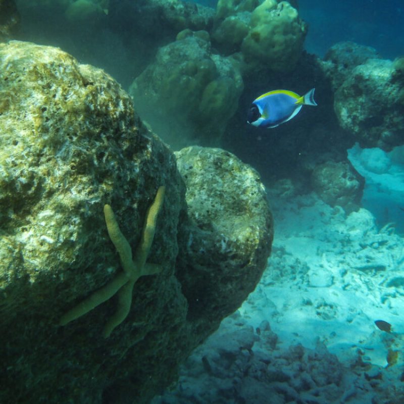 Il Suono nelle meraviglie della Natura:  sul fondo del mare – venerdì 29 marzo ore 21